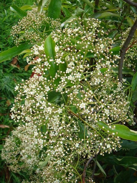 Photinia serratifolia P16